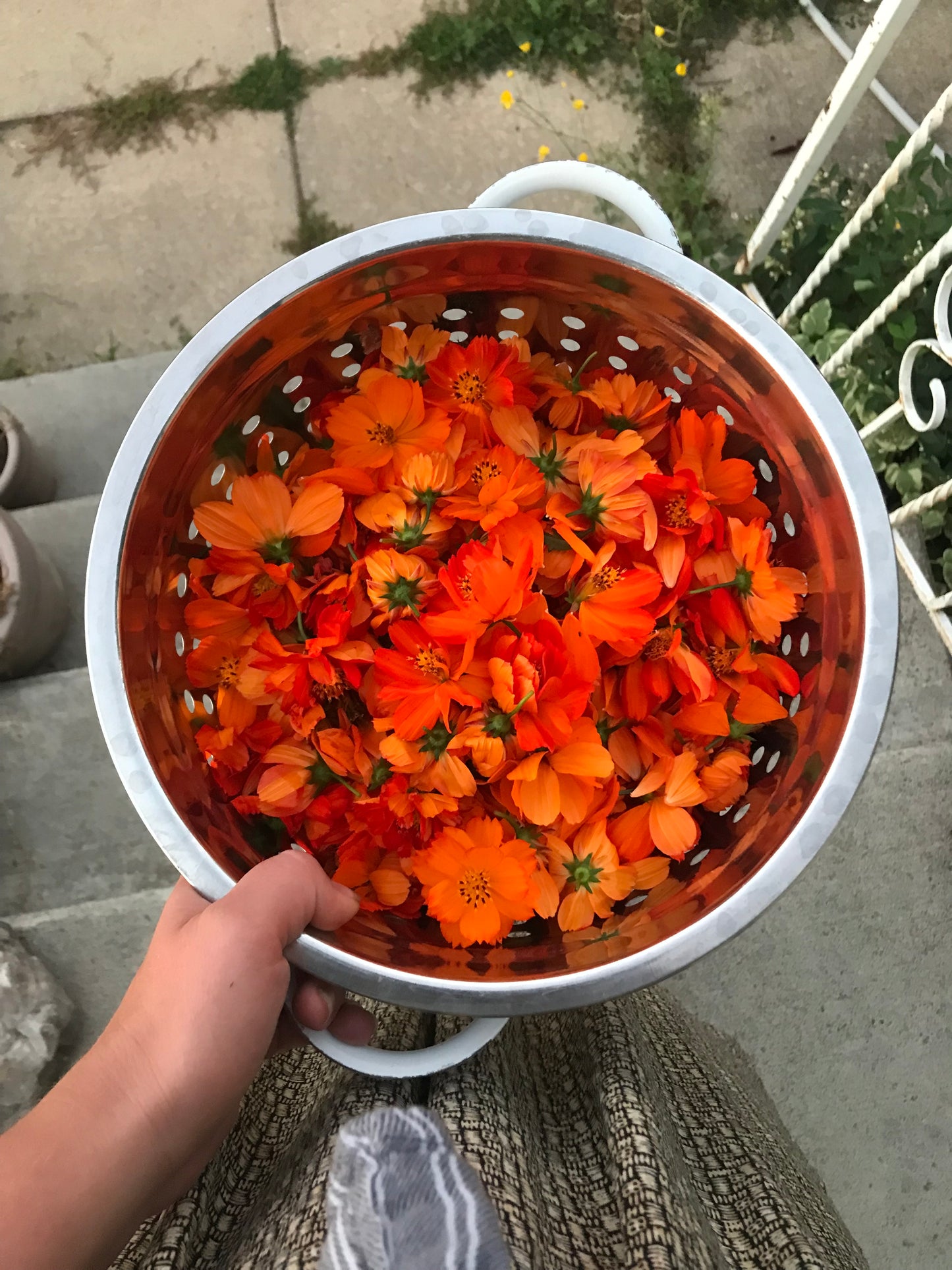 4 Week: Intro to Botanical Dyes
