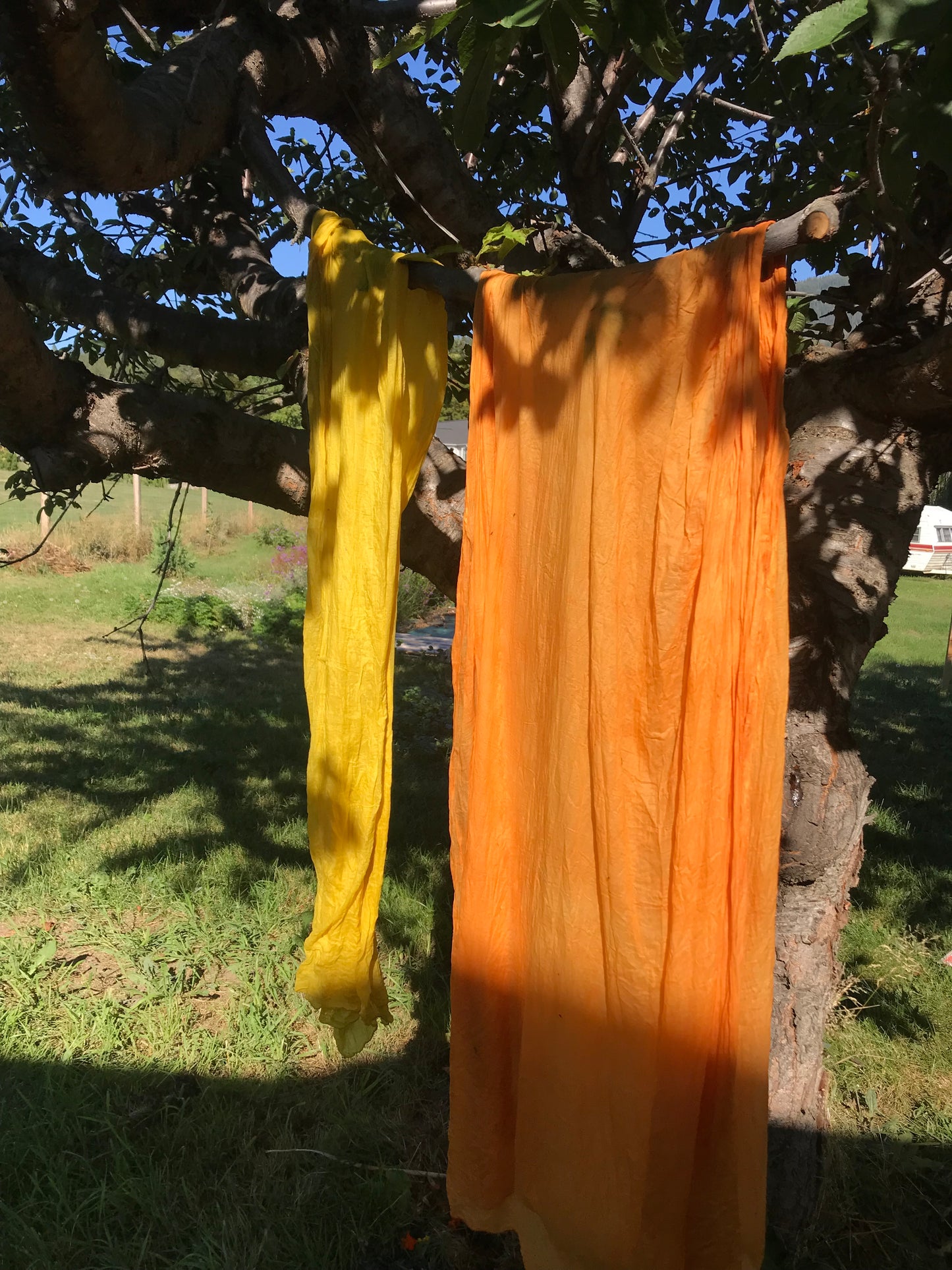 4 Week: Intro to Botanical Dyes