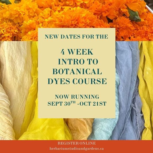 4 Week: Intro to Botanical Dyes