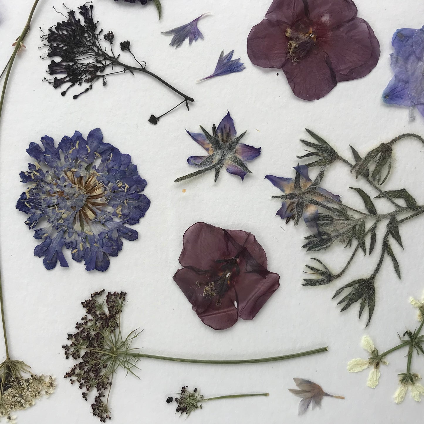 Pressed Flowers in Blue