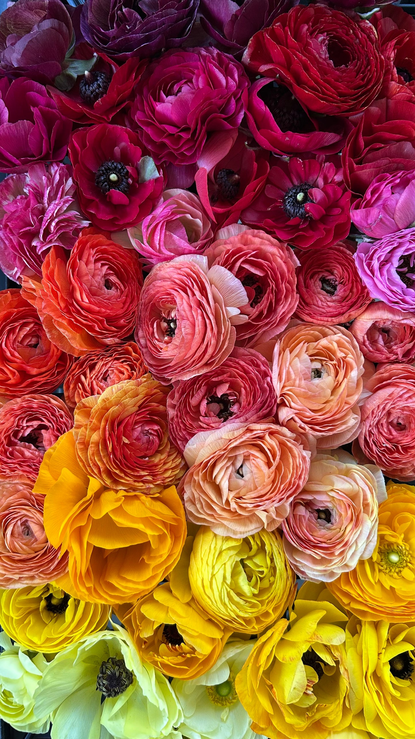 Ranunculus Workshop